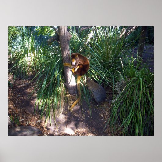 「木に登る:オーストラリアの木カンガルーが登る ポスター (正面)