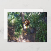 「木に登る:オーストラリアの木カンガルーが登る ポストカード (正面/裏面)