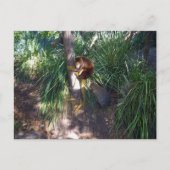 「木に登る:オーストラリアの木カンガルーが登る ポストカード (正面)