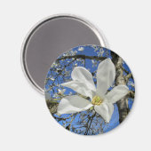 木に白いマグノリアの花。 マグネット (正面/裏面)