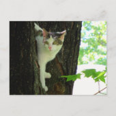 木に白い猫 ポストカード (正面)