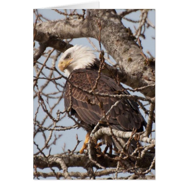 木に突き刺さった禿鷲 (正面)
