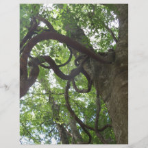 木に絡まった古いブドウ