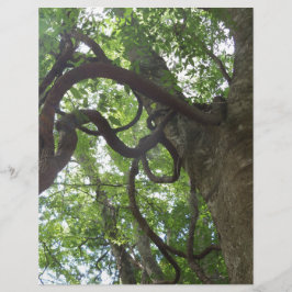 木に絡まった古いブドウ