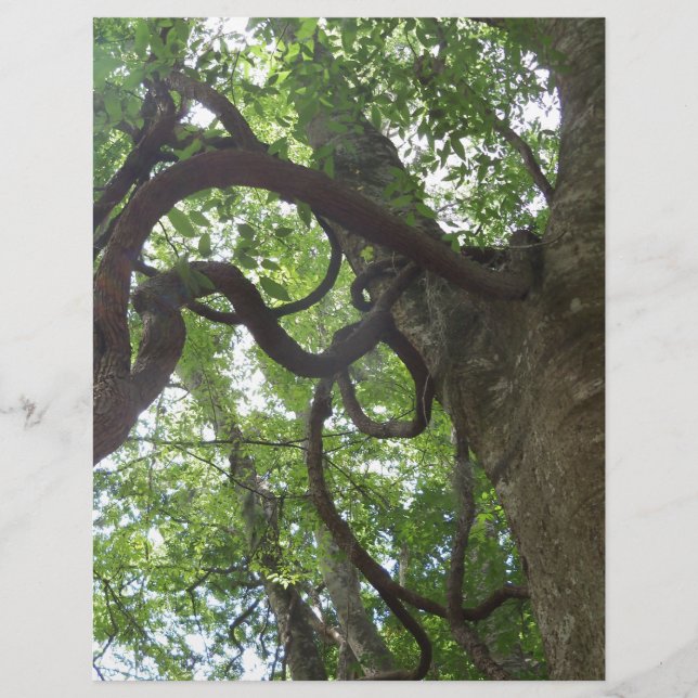 木に絡まった古いブドウ (正面)