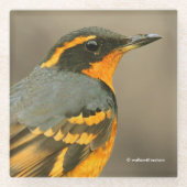 木に美しい多様なツグミの松の鳥 ガラスコースター (正面)