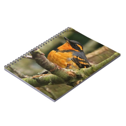 木に美しい多様なツグミの松の鳥 ノートブック (左側)