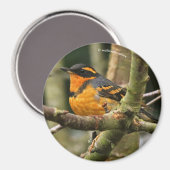 木に美しい多様なツグミの松の鳥 マグネット (正面/裏面)