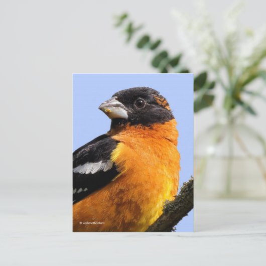 木に美しい黒髪のグロスベークの松の鳥 ポストカード (スタンド正面)