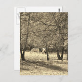 木に茶色と白の馬。セピア調 ポストカード (正面/裏面)