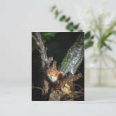 木に赤いリス ポストカード (スタンド正面)