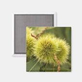 木に閉じた栗 マグネット (正面/裏面)