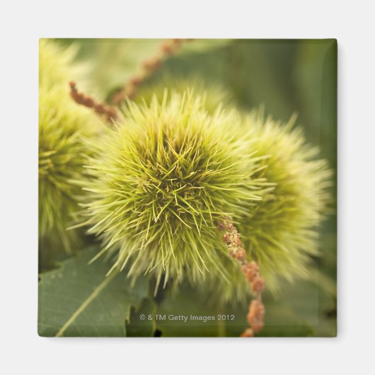 木に閉じた栗 マグネット (正面)