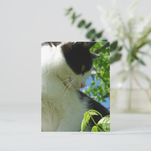 木に飾りつけたかわいい子ネコ ポストカード (スタンド正面)