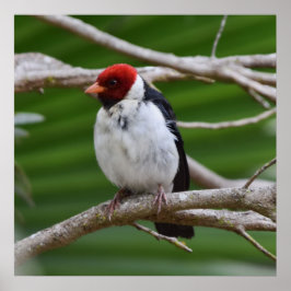 木に黄色い(鳥)ショウジョウコウカンチョウ ポスター