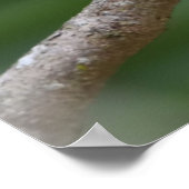 木に黄色い(鳥)ショウジョウコウカンチョウ ポスター (角)