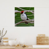 木に黄色い(鳥)ショウジョウコウカンチョウ ポスター (キッチン)