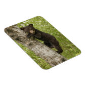 木に黒いクマの子 マグネット (右側)