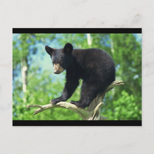 木に黒いクマを付ける ポストカード (正面)
