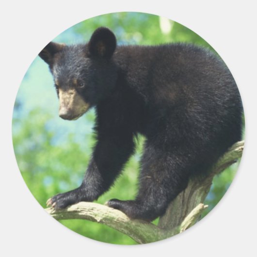 木に黒いクマを付ける ラウンドシール (正面)