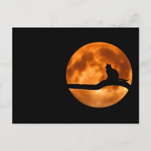木に黒い猫のシルエット ポストカード (正面)