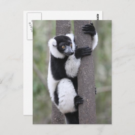 木に黒と白のざわめき ポストカード (正面/裏面)