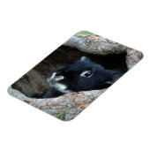 木のうろの黒うさぎ マグネット (左側)