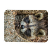 木のくぼみにもたれて眠るアライグマ マグネット (横)