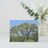 木のはがきに緑 ポストカード (スタンド正面)