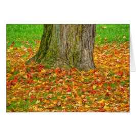 木のまわりの紅葉