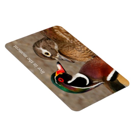 木のアヒルの間の美しい触れる瞬間 マグネット (右側)