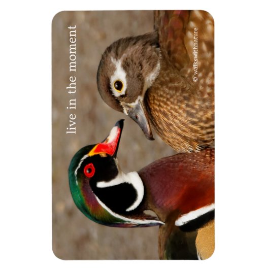 木のアヒルの間の美しい触れる瞬間 マグネット (縦)