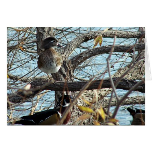 木のアヒル (正面横)