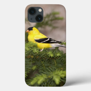木のアメリカのGoldfinchの男性 iPhone 13ケース