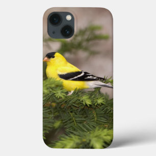 木のアメリカのGoldfinchの男性 iPhone 13ケース