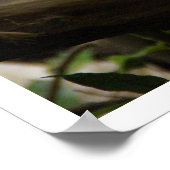 木のイグアナ ポスター (角)