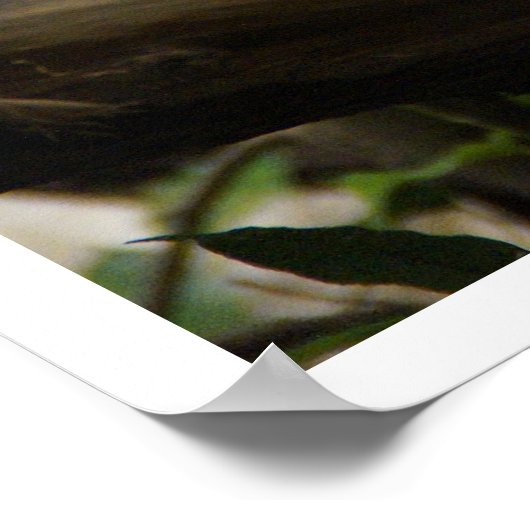 木のイグアナ ポスター (角)