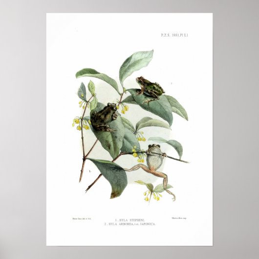 木のカエル ポスター (正面)