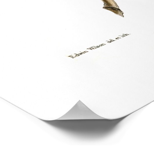 木のカエル ポスター (角)