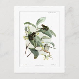 木のカエル ポストカード