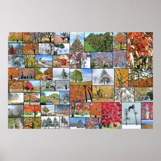 木のコラージュのポスター36 x 24 ポスター (正面)