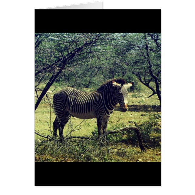 木のゼブラ (正面)