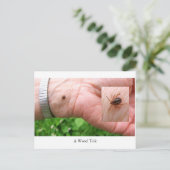 木のダニ、木のダニと手はがき、バグ ポストカード (スタンド正面)