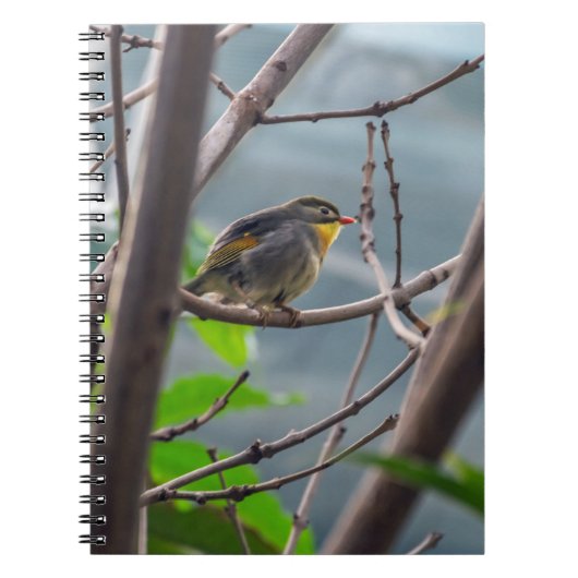 木のノートの鳥 ノートブック (正面)