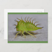 木のホッパーニンフ ポストカード (正面/裏面)