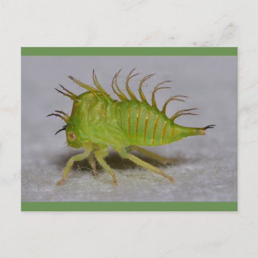 木のホッパーニンフ ポストカード (正面)