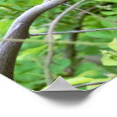 木のポスターに黄色のウチドリ ポスター (角)