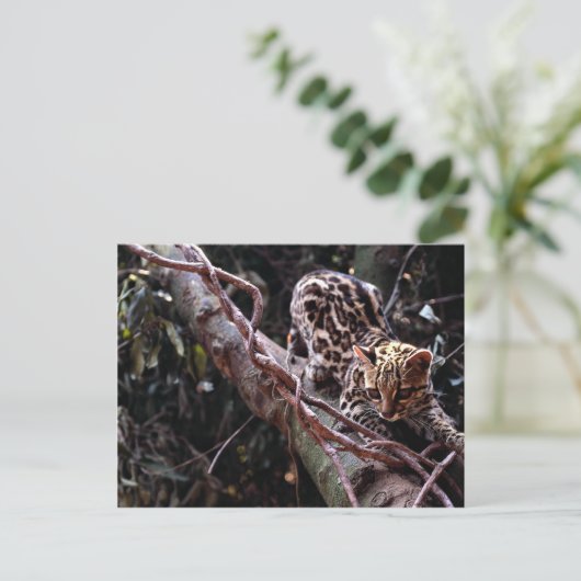 木のマーゲイ（フェリス・ウィエディ） ポストカード (スタンド正面)