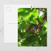 木のランチタイム ポストカード (正面/裏面)