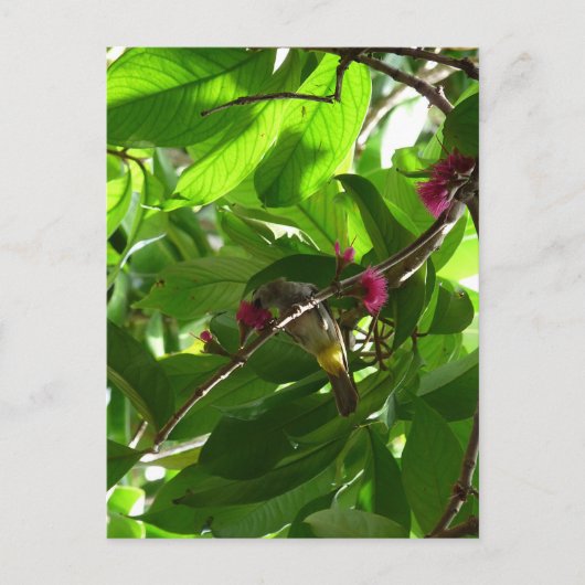 木のランチタイム ポストカード (正面)